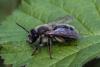 Andrena sp.